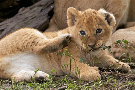 Lion Cub | Sean Crane Photography