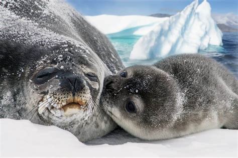 ¿Qué es una foca de Weddell? · Animales del Mundo