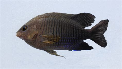 Longfin Damselfish | Mexico – Fish, Marine Life, Birds and Terrestrial Life