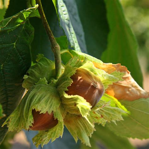 Hazelnut Oil (Organic) - WISDOM OF THE EARTH