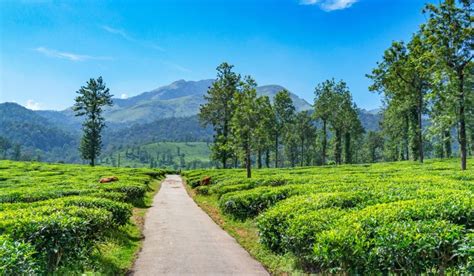 Top tourist places in Wayanad | Housing News