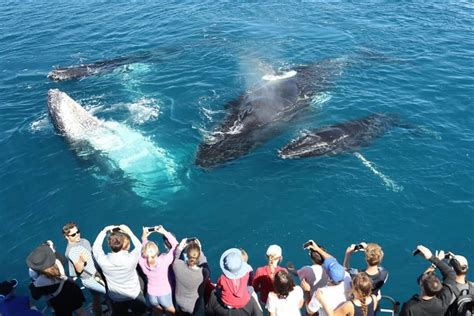 Whale Watching Tour in Mirissa