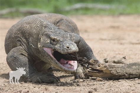 How To Survive A Komodo Dragon Attack? — Forest Wildlife