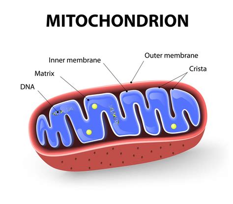 5a1 Respiration – HumanBio