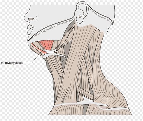 Músculo milohioideo músculo digástrico músculo estilohioideo hioides ...