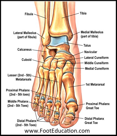 Anatomy of the Foot and Ankle | OrthoPaedia