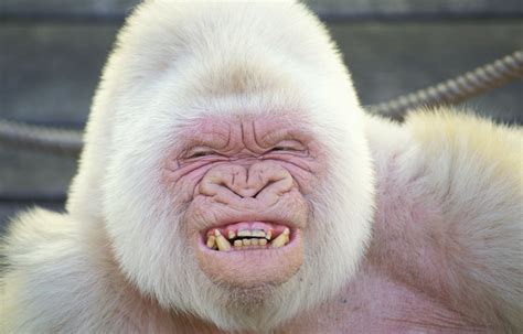 Snowflake the albino gorilla at the Barcelona Zoo. Fond d'écran and ...