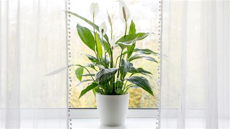 How To Successfully Grow An Indoor Peace Lily Plant