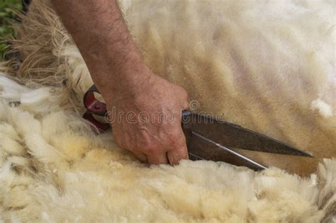 Shearing Sheep Process by Blade Shears To Cut Off the Woolen Fleece ...