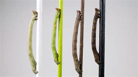 These caterpillars can camouflage themselves, even when blindfolded ...