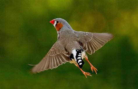 29 best Zebra Finch Cage Setup images on Pinterest | Finch cage, Bird ...