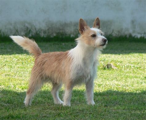 Portuguese Podengo Pequeno - Temperament, Lifespan, Shedding, Puppy