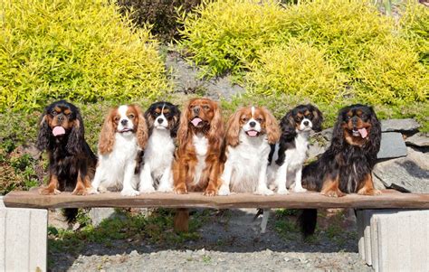 7 Things To Know About Cavalier King Charles Spaniels – American Kennel ...