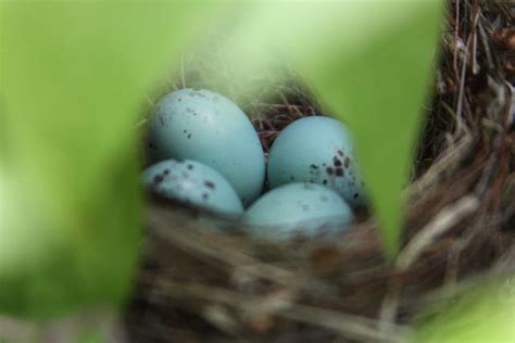 Chipping Sparrow eggs | Adventures with Renee | Clematis, Sparrow eggs ...