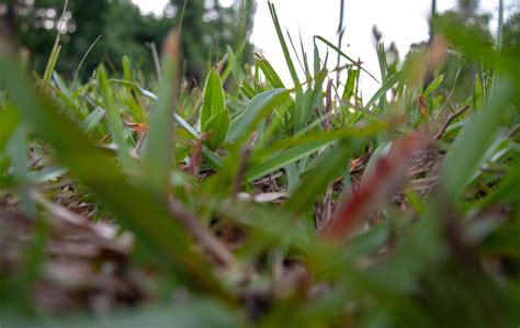 How to Care for St Augustine Grass? - Green Acres Gardening