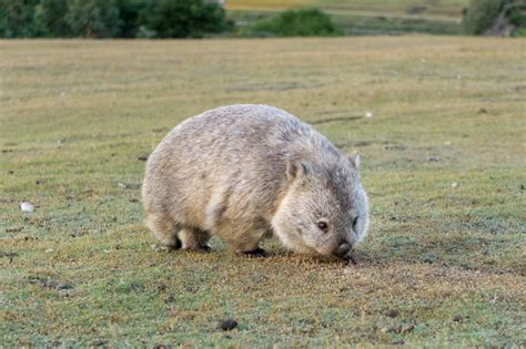 Best Places to See Wildlife in Tasmania | Happiest Outdoors