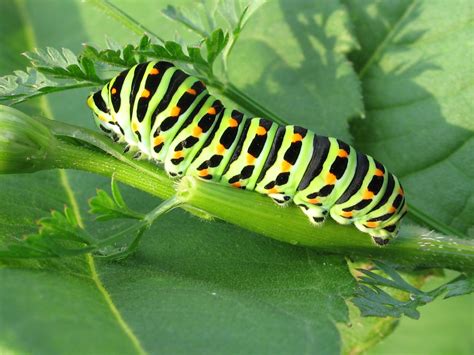 Caterpillar Identification Chart South Africa at Kimberly Cormier blog