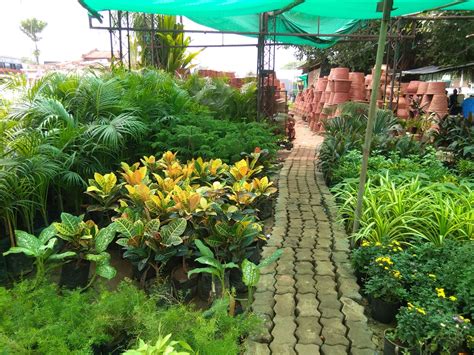 Garden Nursery Plants In India – Garden Design