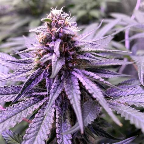 Do Si Dos Seeds | Variedad Do Si Dos Feminizada | Seed Bank Dosido Seeds