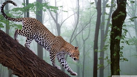 Jungle Animal Wallpaper - WallpaperSafari