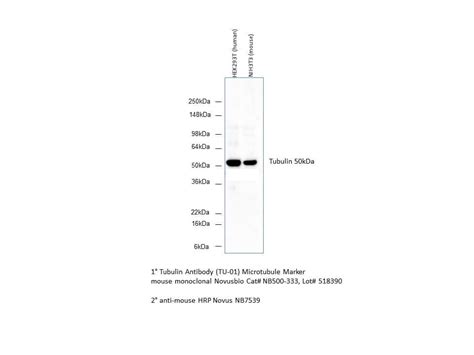 alpha Tubulin Antibody (TU-01) - BSA Free (NB500-333): Novus Biologicals