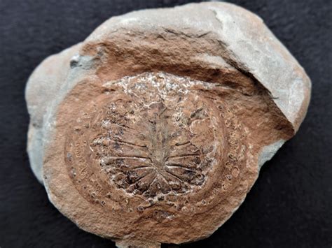 Carboniferous Cyclus - Member Collections - The Fossil Forum