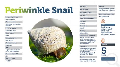 Periwinkle Snail - The Adventurer of The Seas