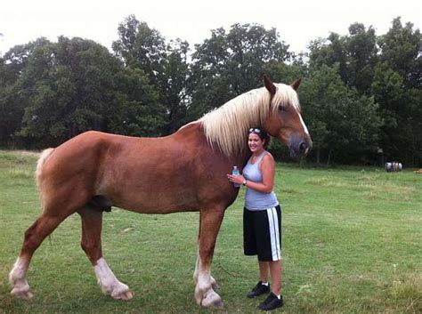 Belgian Draft Horse Info, Origin, History, Pictures