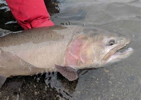 Home - Shasta Trinity Fly Fishers