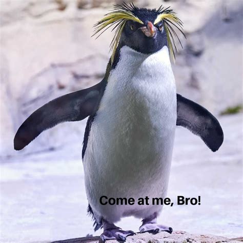 Angry Penguin Meme Discover more interesting Angry, Angry Penguin, Bird ...