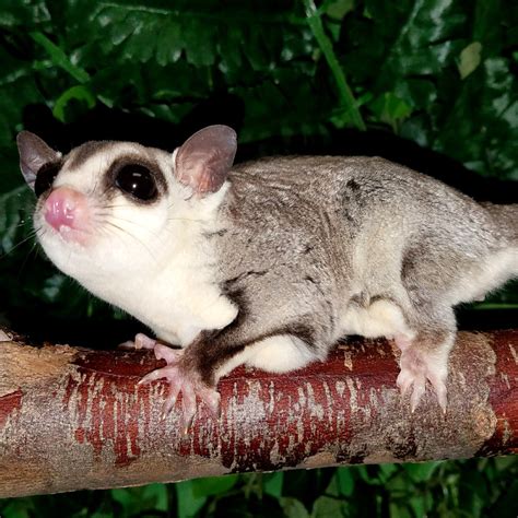 Sugar Glider Colors – The Pet Glider LLC