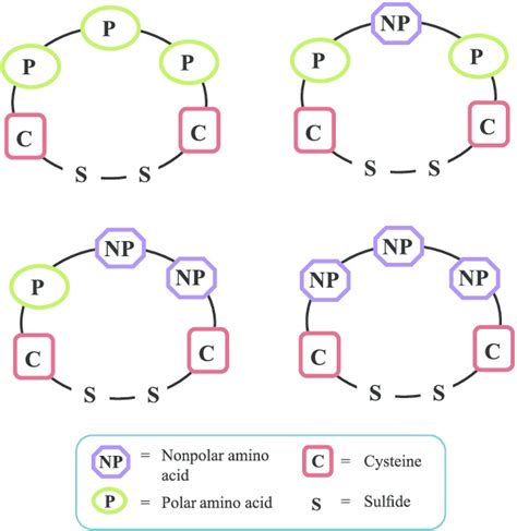 The design of the cyclic peptides. | Download Scientific Diagram