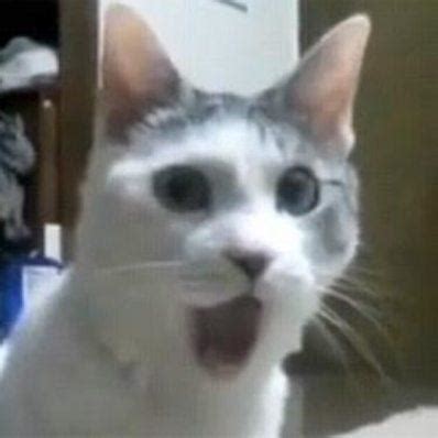 Shocked Cat