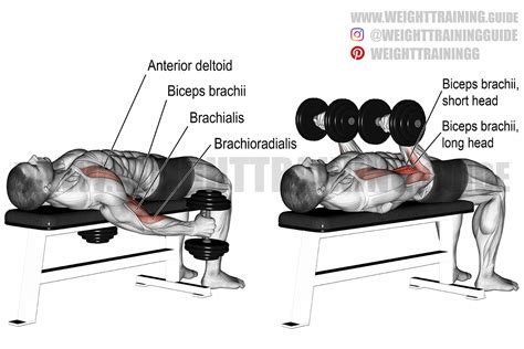 Lying Dumbbell Curls Biceps Exercise Guide | atelier-yuwa.ciao.jp