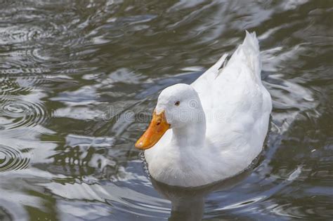 aflac duck sound download - mathor450800