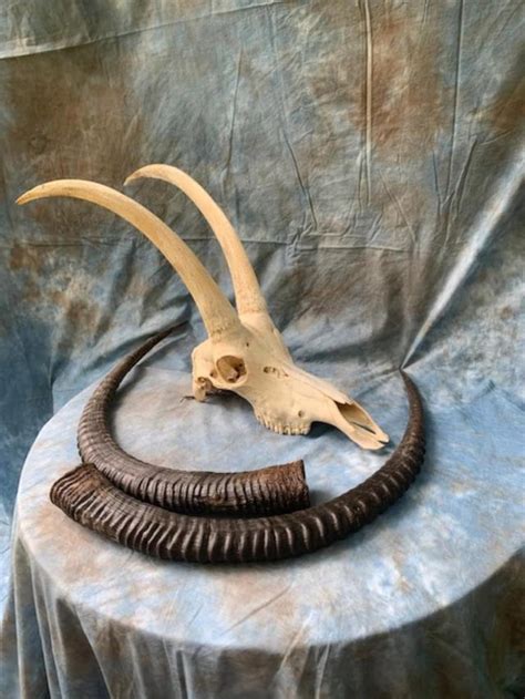 Large SABLE ANTELOPE HORNS with Full Skull African Hunting | Etsy