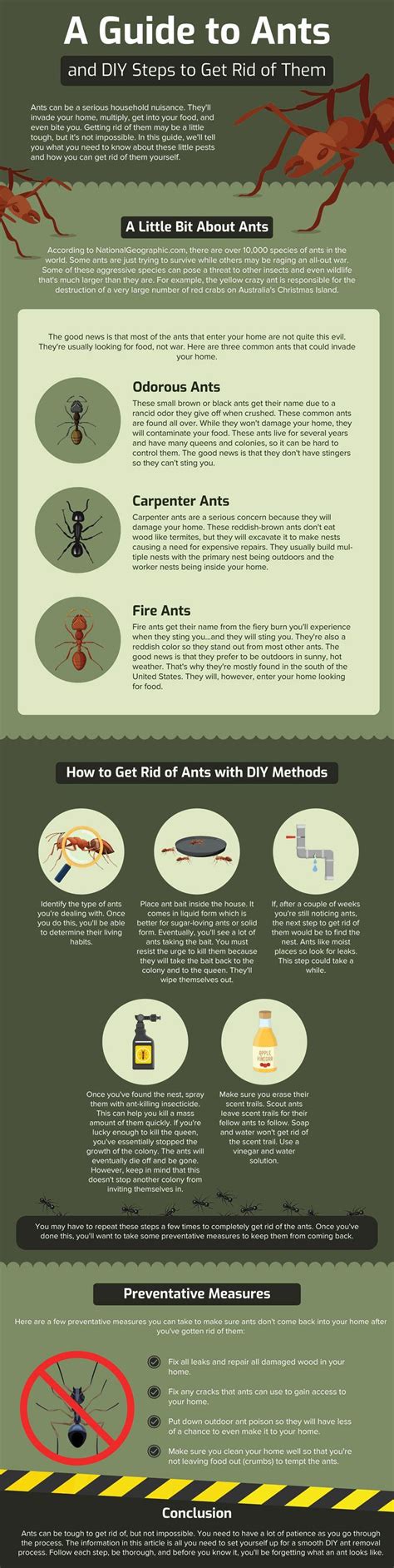 DIY Ant Removal Guide : r/selfreliance