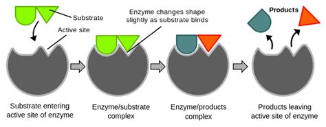 Enzyme Catalysis | Introduction to Chemistry