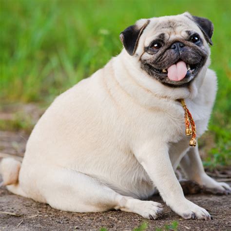 5 Warning Signs That Your Dog Is Obese and Needs a Change