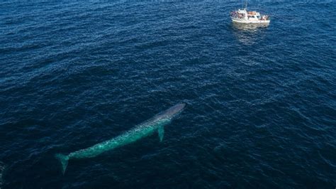 Blue Whale Size Comparison To Human