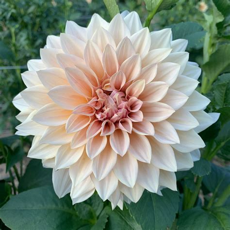 Dahlia Cafe Au Lait from Sunny Meadows – Sunny Meadows Flower Farm