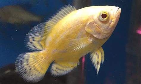 Lemon Oscar (Astronotus ocellatus) Care Guide & Species Profile