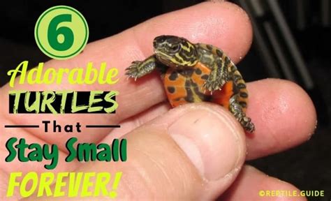 Turtles That Stay Small: Finding The Perfect Pet Turtle