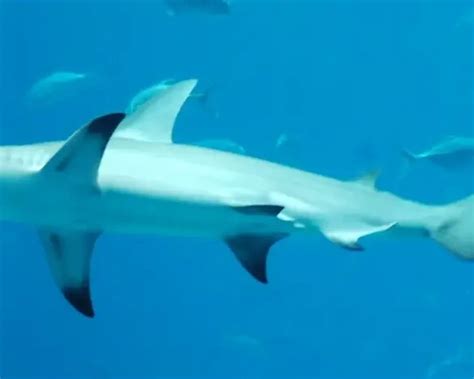 Great hammerhead - Facts, Diet, Habitat & Pictures on Animalia.bio