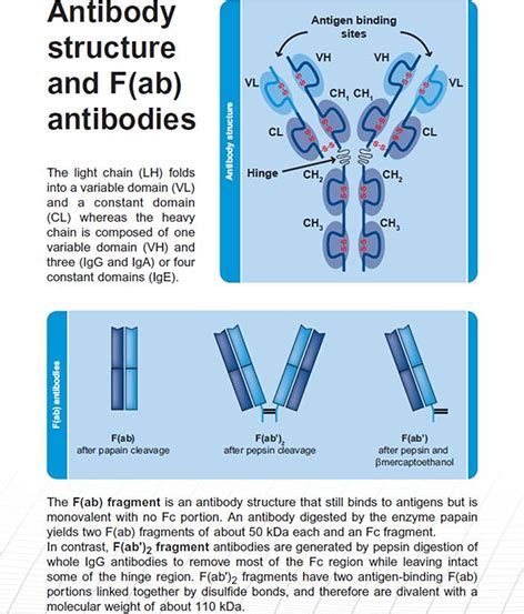 Advantages Of immunoglobulin F(ab) and F(ab')2 fragments | Abcam