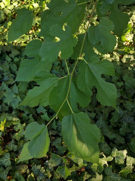 identification - What type of Mulberry tree is this? - Gardening ...