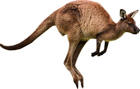 Free Kangaroo PNG Transparent Images, Download Free Kangaroo PNG ...