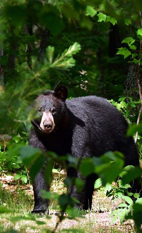 Black Bear Eye to Eye Contact Number Two Photograph by GW King - Fine ...