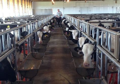 Mom at the Meat Counter: The Milk-fed Veal Industry