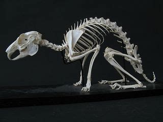 Rabbit Skeleton